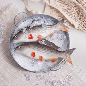 비단 잉어 모형 (소 - 그레이) 1개