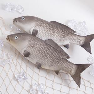 비단 잉어 모형 (대 - 그레이) 1개