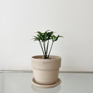 죽백 소원을 들어주는 나무 소형 화분 공기정화식물 토분