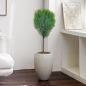 핫도그율마 바닐라 베이지 E 중형 개업식화분 실내인테리어식물