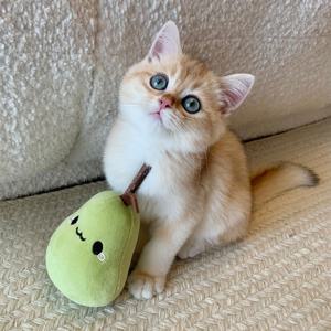 고양이 이갈이 츄잉토이 장난감