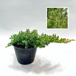 좀눈향 폭30cm 향나무 누운향 나무