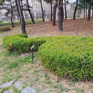 회양목 5주 울타리 나무 사철