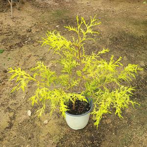 황금실화백나무 황금색 측백나무 포인트 황금실향 정원수