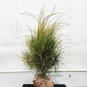 프랭키보이 키80cm 황금색 말총 나무 측백