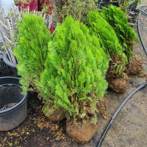 황금측백 키60cm 상록수 나무