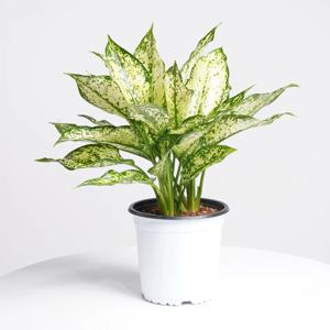 스노우사파이어 중형 키우기쉬운 실내공기정화식물 인테리어식물 모종