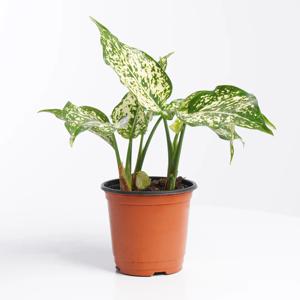 스노우사파이어 키우기쉬운 실내공기정화식물 인테리어식물 소형 모종