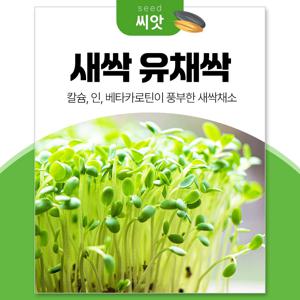 세경팜 새싹 유채싹 씨앗 30g 새싹채소 키우기 수경재배 씨앗