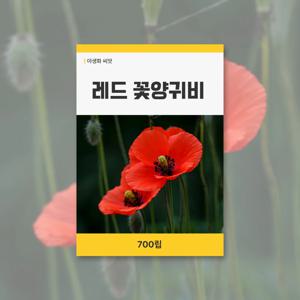 레드꽃양귀비 씨앗 700립 꽃씨앗 새싹 키우기