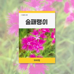 술패랭이 씨앗 500립 꽃씨앗 새싹 키우기