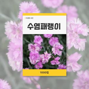 수염패랭이 씨앗 1000립 꽃씨앗 새싹 키우기