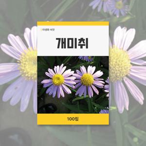 개미취 씨앗 100립 꽃씨앗 새싹 키우기