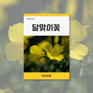 달맞이꽃 씨앗 4000립 꽃씨앗 새싹 키우기