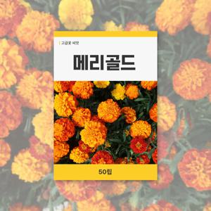 메리골드 씨앗 20립 꽃씨앗 새싹 키우기