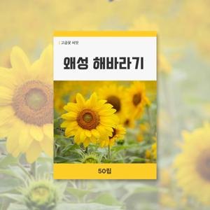 왜성해바라기 씨앗 50립 꽃씨앗 새싹 키우기