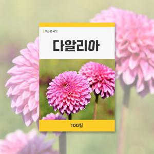 다알리아 씨앗 100립 꽃씨앗 새싹 키우기