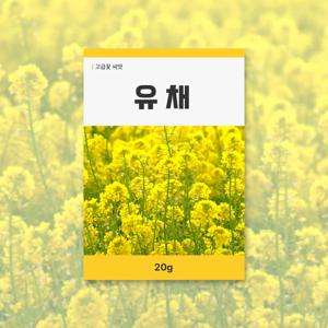 유채 씨앗 20g 꽃씨앗 새싹 키우기
