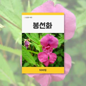 봉선화 씨앗 500립 꽃씨앗 새싹 키우기