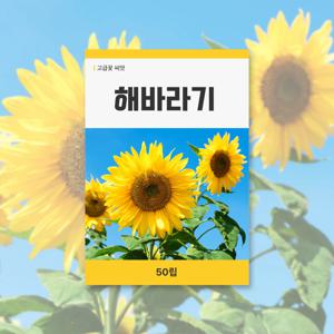 해바라기 씨앗 50립 꽃씨앗 새싹 키우기