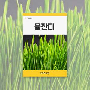 물잔디 씨앗 2000립 허브 잔디 씨앗 새싹 키우기