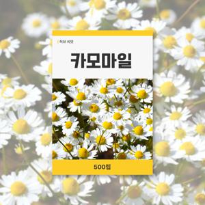 카모마일 씨앗 500립 허브 잔디 씨앗 새싹 키우기