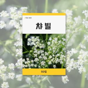 챠빌 씨앗 50립 허브 잔디 씨앗 새싹 키우기