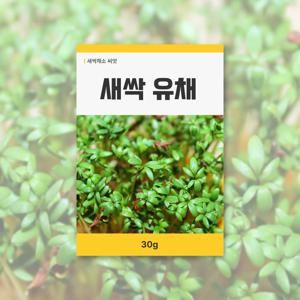 새싹 유채 씨앗 30g 새싹채소 씨앗 새싹 키우기
