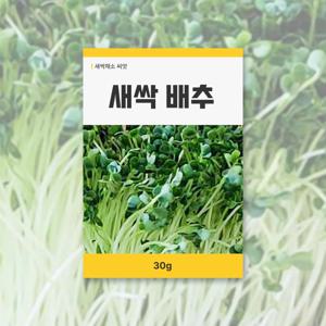 새싹 배추 씨앗 30g 새싹채소 씨앗 새싹 키우기