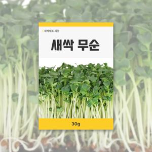 새싹 무순 씨앗 30g 새싹채소 씨앗 새싹 키우기