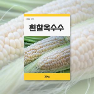 흰찰옥수수 씨앗 30g 뿌리채소 씨앗 새싹 키우기