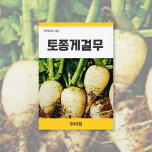 토종게걸무 씨앗 300립 뿌리채소 씨앗 새싹 키우기