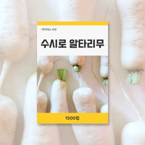 수시로 알타리무 씨앗 1500립 뿌리채소 씨앗 새싹 키우기