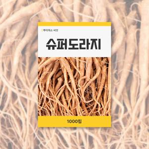 슈퍼도라지 씨앗 1000립 뿌리채소 씨앗 새싹 키우기