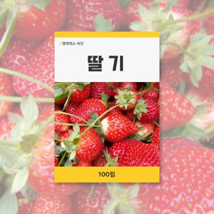 딸기 씨앗 100립 열매채소 씨앗 새싹 키우기