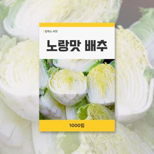 노랑맛 배추 씨앗 1000립 잎채소 씨앗 새싹 키우기