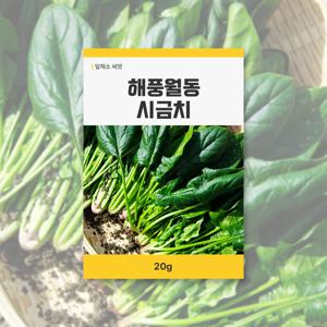 해풍월동시금치 씨앗 20g 잎채소 씨앗 새싹 키우기