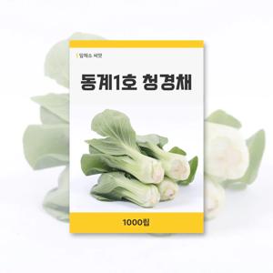 청경채 씨앗 1300립 잎채소 씨앗 새싹 키우기