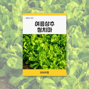 여름상추 청치마 씨앗 3000립 잎채소 씨앗 새싹 키우기