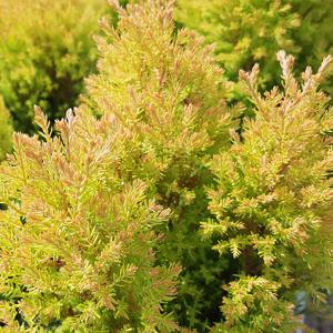 레인골드 라인골드 측백나무 둥근측백 황금색 청동색