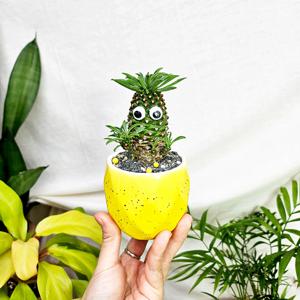 괴마옥 파인애플선인장 컬러 화분 반려 플랜테리어 귀여운 다육 아프리카 선인장