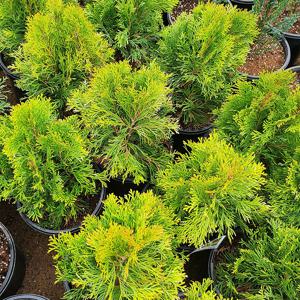 골든스마라그 6치포트 싸이프러스 상록수 울타리용 측백나무