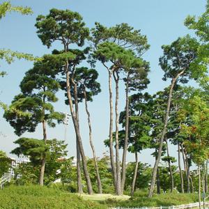 적송 금강송 해송 실생2년 소나무 상록수 정원수