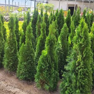 에메랄드그린 5치포트 싸이프러스 측백나무 조경수