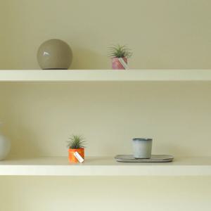 공기정화 이오난사 미니화분 만들기 diy 키트 , (식물포함)