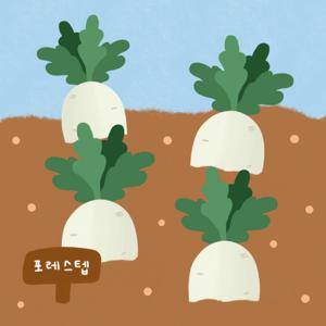 새싹무순 키우기 키트 홈가드닝 DIY