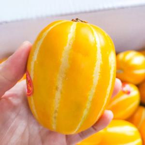 산지직송 국내산 성주 참외 가정용 1kg (5과 내외)