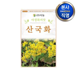 산국화 씨앗 6000립 . 예쁜 노란 야생화 식물 꽃씨 화단 정원 꽃밭 텃밭 종자