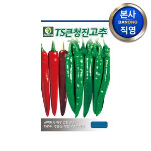 TS큰청진 고추 씨앗 100립.칼라병 역병 내병계 TSWV 매운 청양 조생종 종자