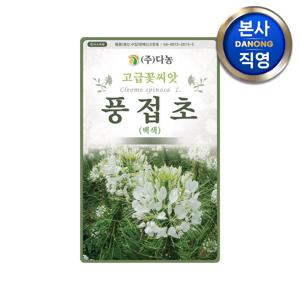 풍접초 흰색 씨앗 4000립(10g) . 족두리꽃 백화채 클레오메 관상 꽃씨 종자